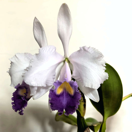 Cattleya trianae var. coerulea 'Blue Moon' is one of the finest blue-toned clones of Colombia's national orchid, treasured for its cool, crystalline coloration and exceptional floral quality. The large, intensely fragrant flowers measure approximately 15–20 cm (6–8 in) across, featuring broad, well-rounded petals in soft silvery lavender to pale blue-lilac, complemented by a richly colored lavender-blue lip with a bright golden-yellow throat.