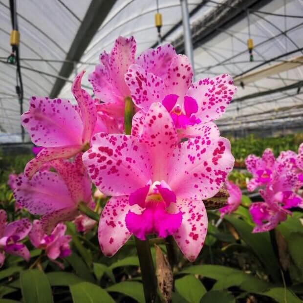 Cattleya amethystoglossa 4N is a tetraploid form of this Brazilian bifoliate Cattleya species, prized by orchid collectors for its substantial flower texture and broad floral segments.