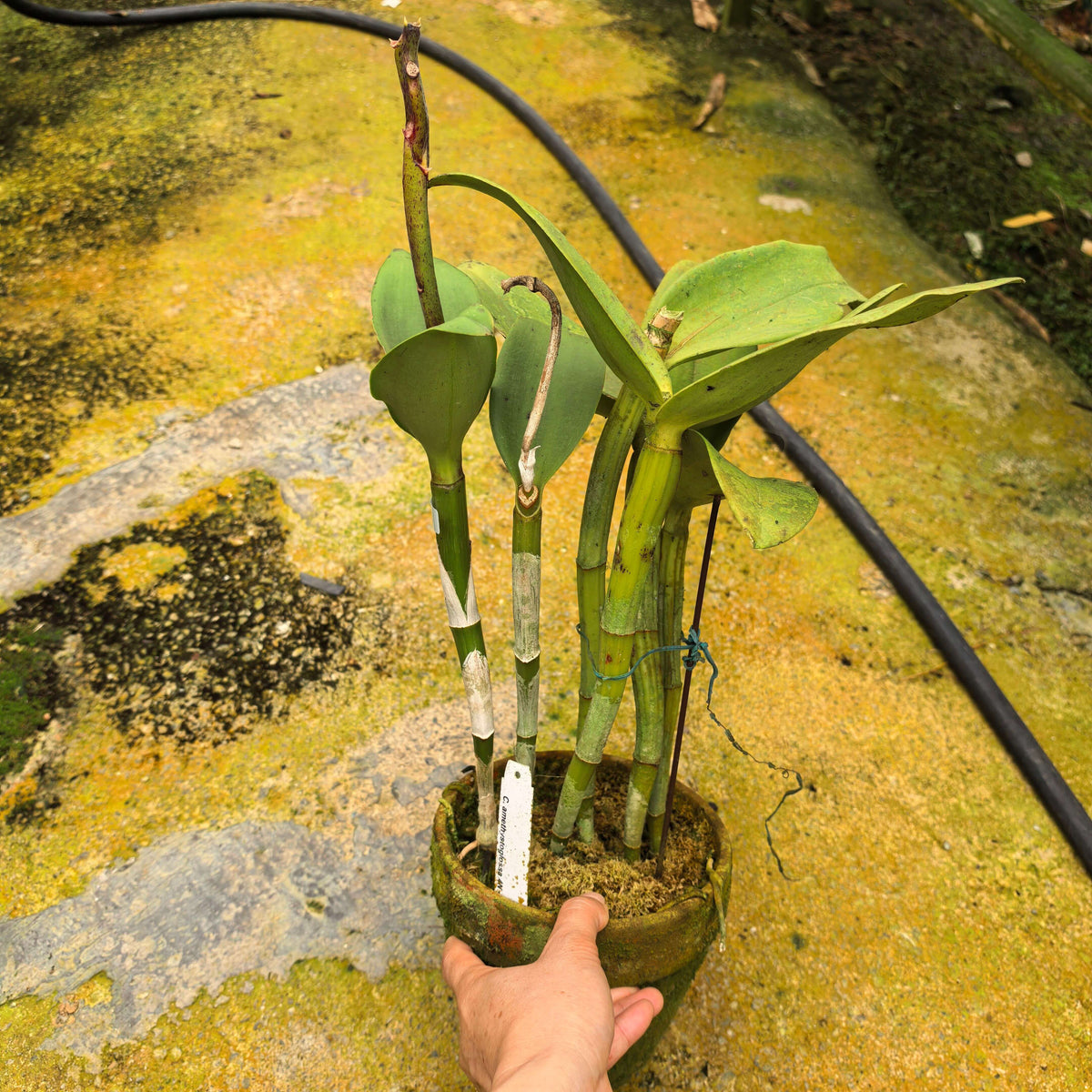 Cattleya amethystoglossa 4N is a tetraploid form of this Brazilian bifoliate Cattleya species, prized by orchid collectors for its substantial flower texture and broad floral segments.
