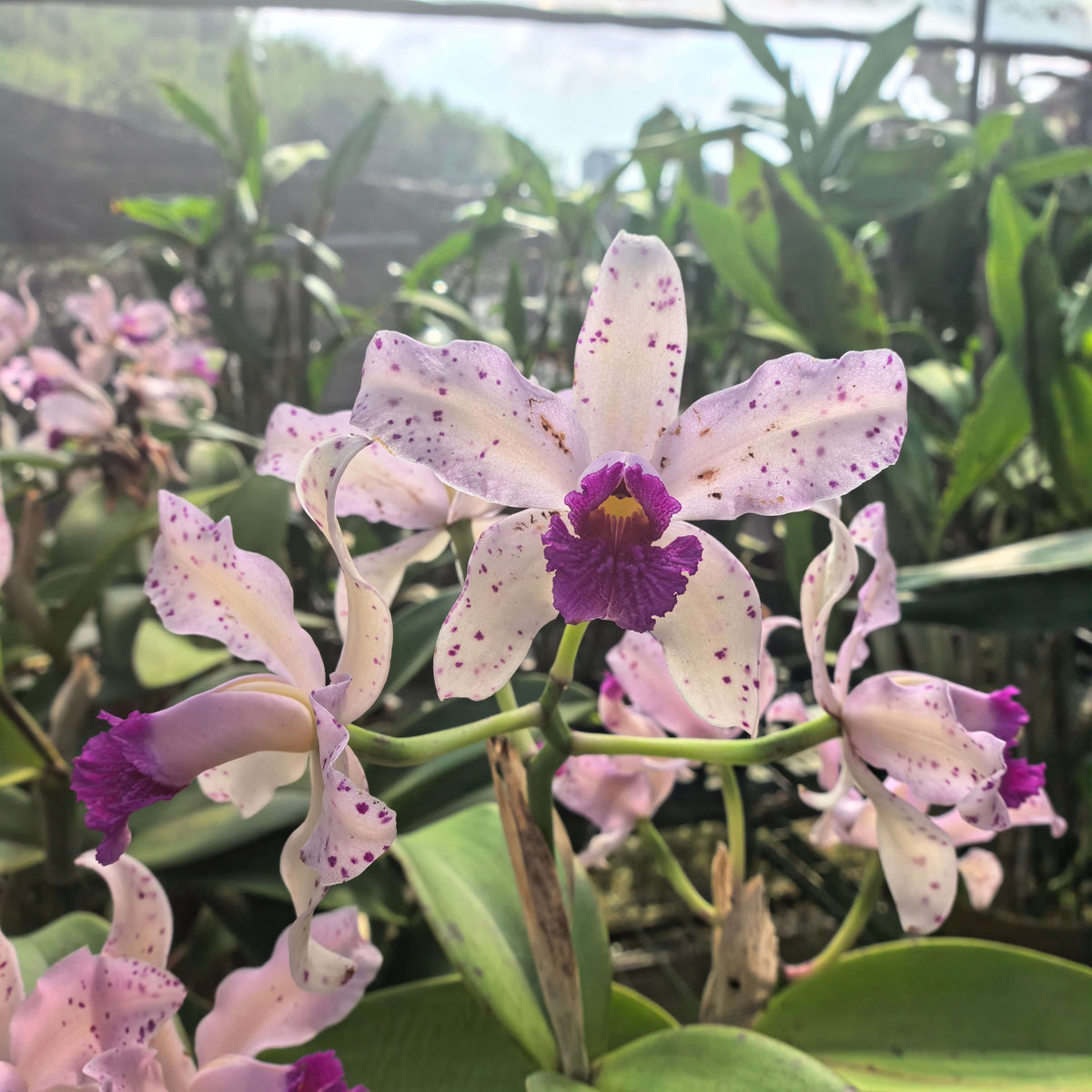 Cattleya amethystoglossa Aurea Fred x Self
