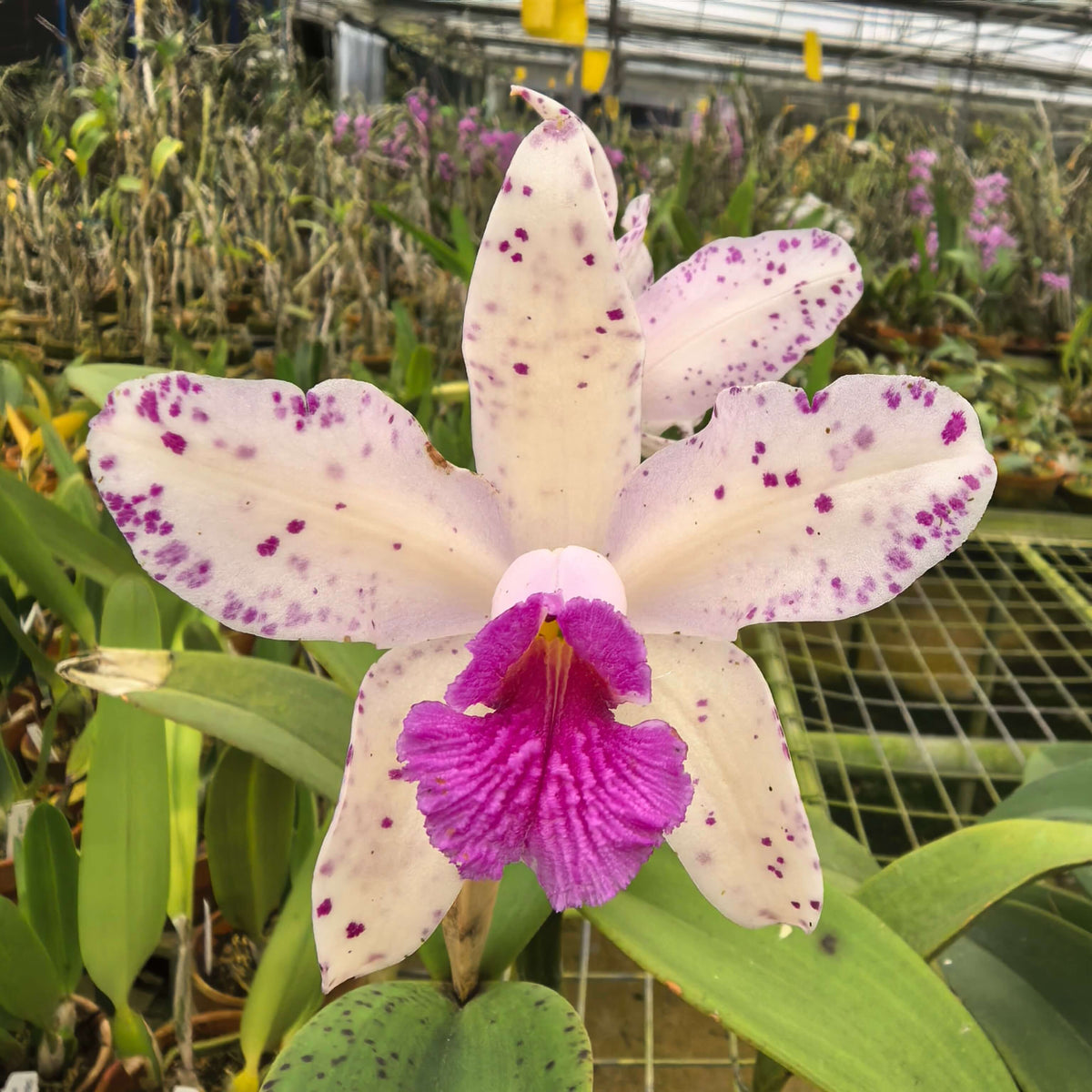 Cattleya amethystoglossa Aurea Fred x Self