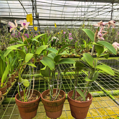Cattleya amethystoglossa Aurea Fred x Self
