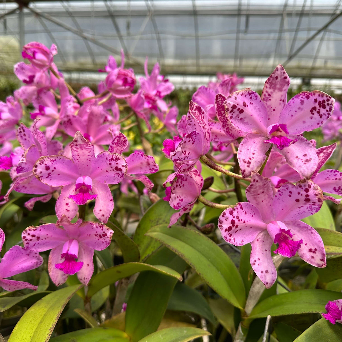 Cattleya amethystoglossa ‘Crownfox’ AM/AOS is an awarded selection of Cattleya amethystoglossa, a bifoliate orchid species native to Brazil. The American Orchid Society (AOS) records ‘Crownfox’ as an Award of Merit (AM), scoring 82 points, awarded in Florida in March 2001. A separate selection, ‘Crownfox III’, also received an AM/AOS award. The species is known for its tall, cylindrical pseudobulbs, two leathery leaves and upright flower clusters.