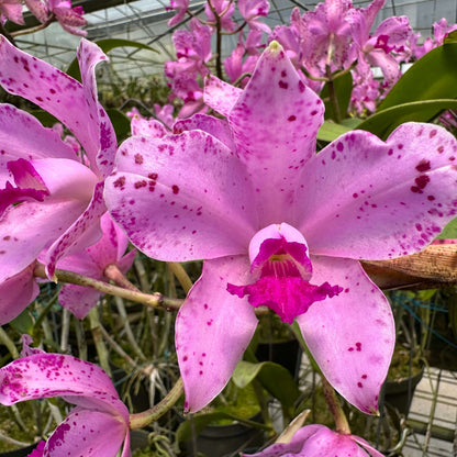 Cattleya amethystoglossa ‘Crownfox’ AM/AOS is an awarded selection of Cattleya amethystoglossa, a bifoliate orchid species native to Brazil. The American Orchid Society (AOS) records ‘Crownfox’ as an Award of Merit (AM), scoring 82 points, awarded in Florida in March 2001. A separate selection, ‘Crownfox III’, also received an AM/AOS award. The species is known for its tall, cylindrical pseudobulbs, two leathery leaves and upright flower clusters.