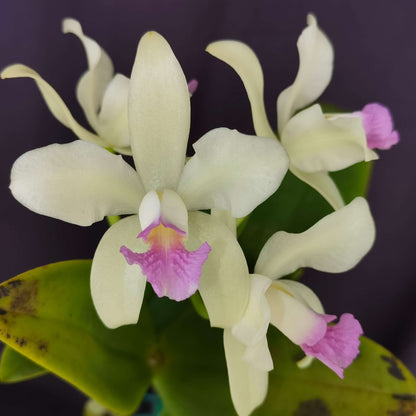 Cattleya amethystoglossa f. semi-alba ‘Amason’ is a distinctive semi-alba form of Cattleya amethystoglossa, prized for its contrasting floral coloration. The flowers typically feature pale to white sepals and petals, complemented by a richly colored purple to amethyst lip.