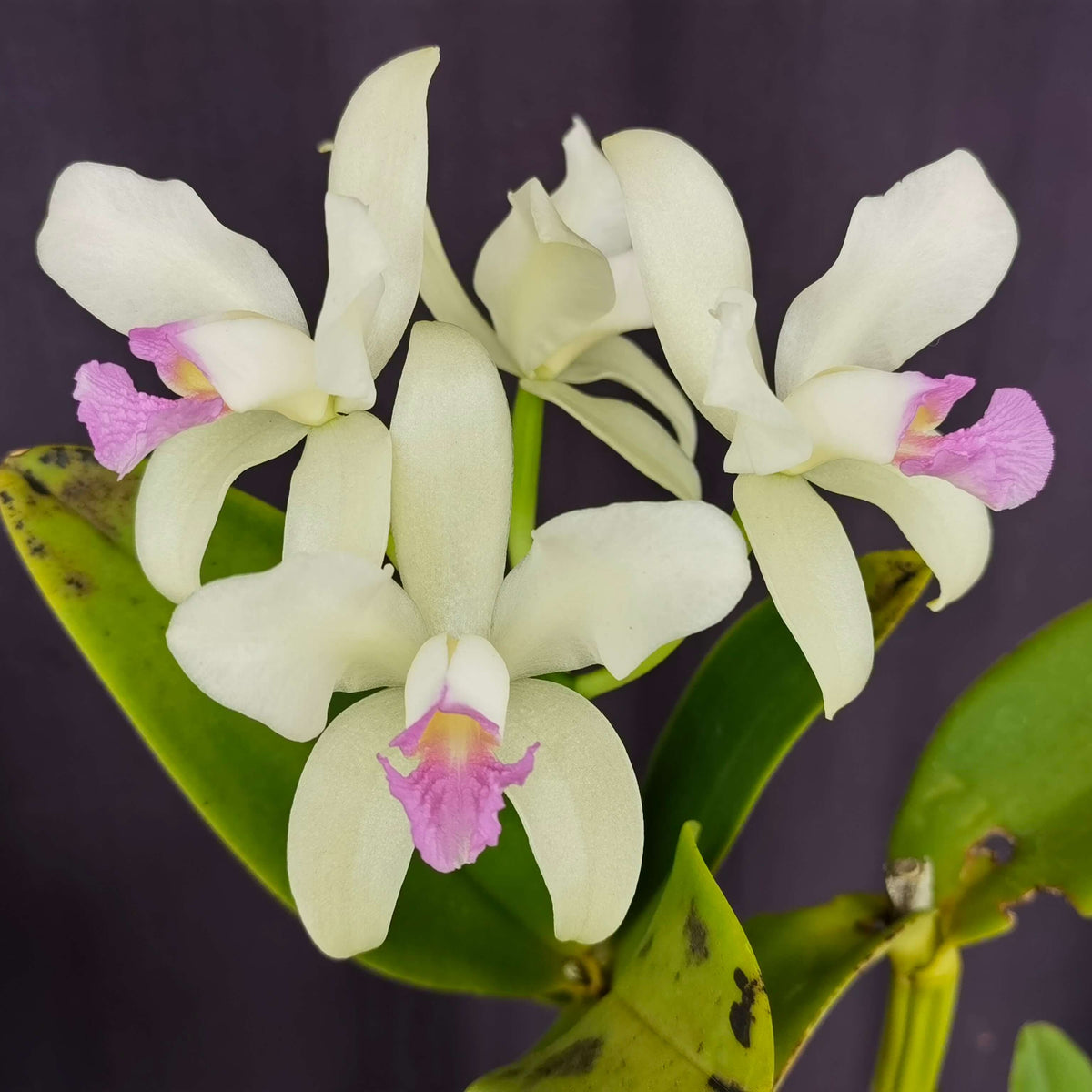 Cattleya amethystoglossa f. semi-alba ‘Amason’ is a distinctive semi-alba form of Cattleya amethystoglossa, prized for its contrasting floral coloration. The flowers typically feature pale to white sepals and petals, complemented by a richly colored purple to amethyst lip.
