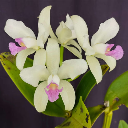Cattleya amethystoglossa f. semi-alba ‘Amason’ is a distinctive semi-alba form of Cattleya amethystoglossa, prized for its contrasting floral coloration. The flowers typically feature pale to white sepals and petals, complemented by a richly colored purple to amethyst lip.