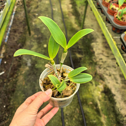 Cattleya amethystoglossa f. semi-alba ‘Amason’ is a distinctive semi-alba form of Cattleya amethystoglossa, prized for its contrasting floral coloration. The flowers typically feature pale to white sepals and petals, complemented by a richly colored purple to amethyst lip.