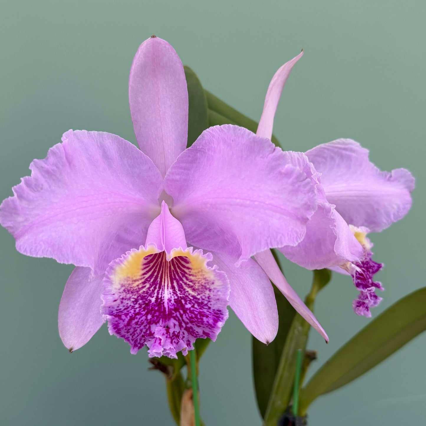 Cattleya lueddemanniana 'Arthur Chadwick' AM/AOS is one of the most celebrated classic clones of this iconic Venezuelan species, renowned for its exceptional flower size, outstanding form, and historical significance. Originally imported as a wild-collected plant in 1935, it produces remarkably large, intensely fragrant lavender flowers with broad, well-rounded petals and the species' characteristic large, richly colored, ruffled lip highlighted by a brilliant golden-yellow throat.