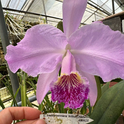 Cattleya lueddemanniana 'Arthur Chadwick' AM/AOS is one of the most celebrated classic clones of this iconic Venezuelan species, renowned for its exceptional flower size, outstanding form, and historical significance. Originally imported as a wild-collected plant in 1935, it produces remarkably large, intensely fragrant lavender flowers with broad, well-rounded petals and the species' characteristic large, richly colored, ruffled lip highlighted by a brilliant golden-yellow throat.