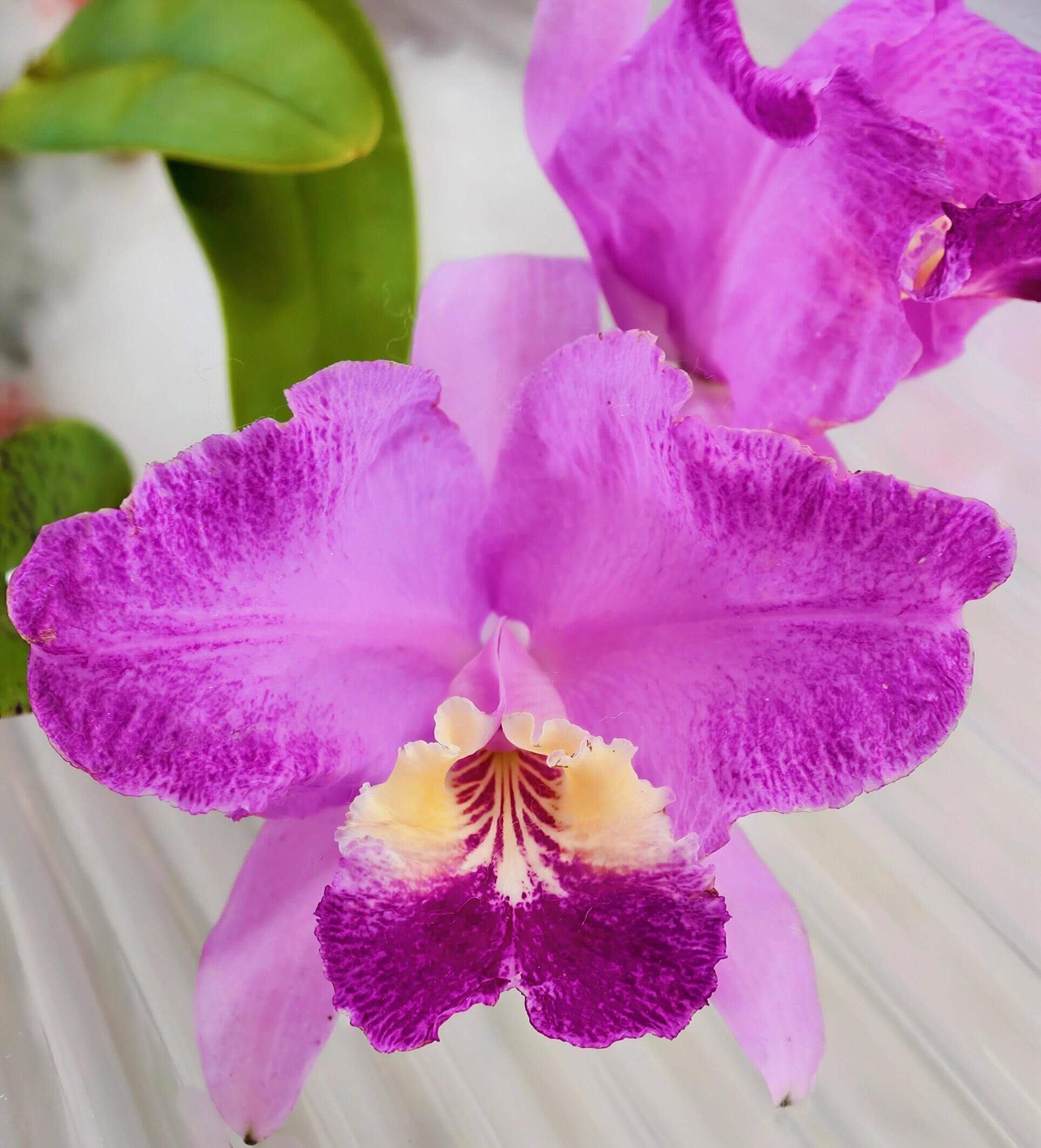 Cattleya lueddemanniana ‘Flamea Ken × KS’ is a seed-grown sibling-type cross derived from a flamea form clone (‘Ken’) paired with another selected plant (KS), resulting in a population with strong genetic variability but a clear emphasis on enhanced color patterns and flower form. This cross typically produces compact to medium-sized plants with vigorous growth and thick pseudobulbs, bearing 2–3 exceptionally large, fragrant flowers that can reach around 20 cm in natural spread.