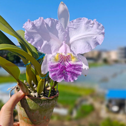Cattleya lueddemanniana fma. coerulea is one of the most prized color forms of this iconic Venezuelan species, admired for its cool-toned elegance and exceptional floral substance. Instead of the typical rosy-purple coloration, the flowers display delicate shades of silvery lavender to pale blue-lilac, often complemented by a lavender-blue lip with deeper violet veining and a soft yellow throat.