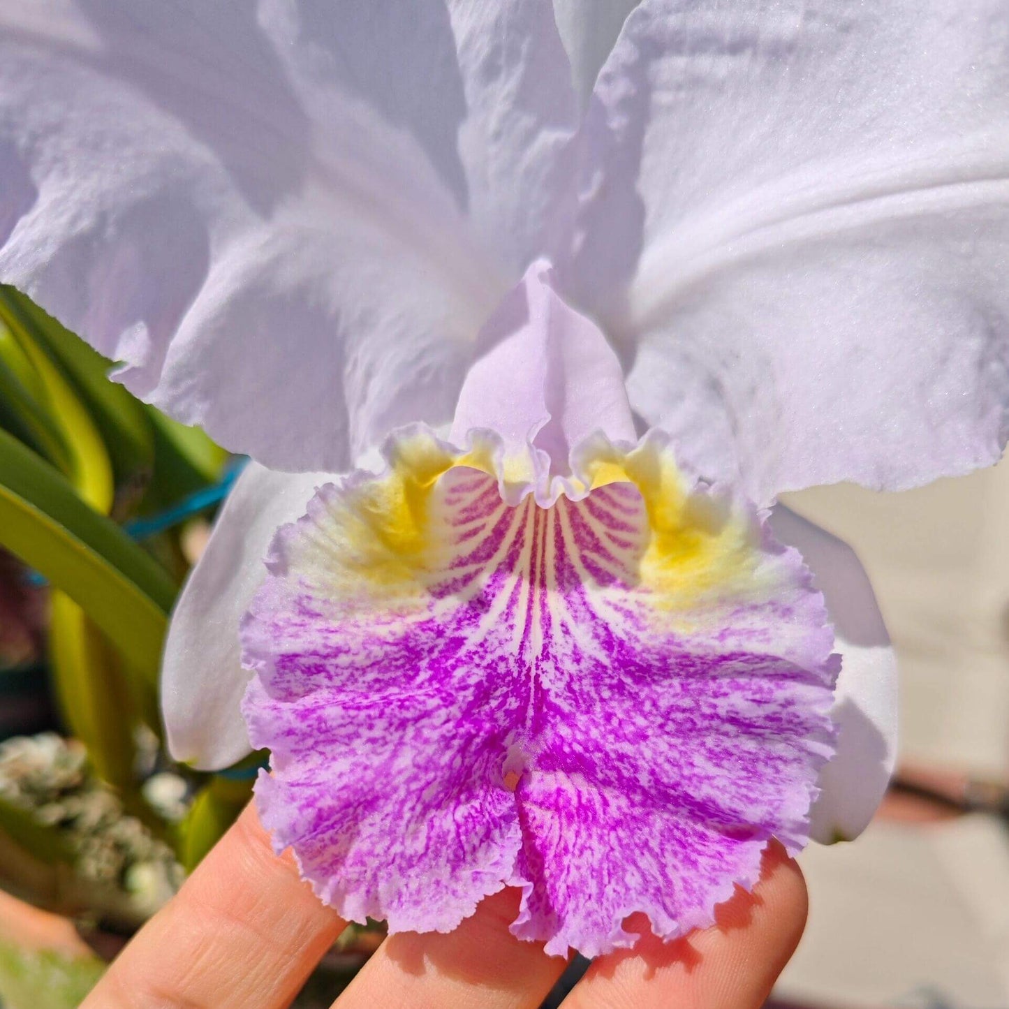 Cattleya lueddemanniana fma. coerulea is one of the most prized color forms of this iconic Venezuelan species, admired for its cool-toned elegance and exceptional floral substance. Instead of the typical rosy-purple coloration, the flowers display delicate shades of silvery lavender to pale blue-lilac, often complemented by a lavender-blue lip with deeper violet veining and a soft yellow throat.