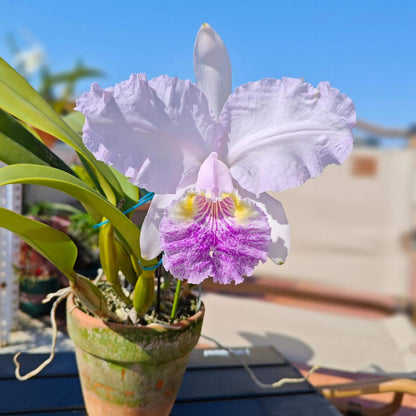 Cattleya lueddemanniana fma. coerulea is one of the most prized color forms of this iconic Venezuelan species, admired for its cool-toned elegance and exceptional floral substance. Instead of the typical rosy-purple coloration, the flowers display delicate shades of silvery lavender to pale blue-lilac, often complemented by a lavender-blue lip with deeper violet veining and a soft yellow throat.
