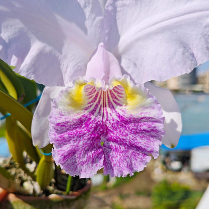 Cattleya lueddemanniana fma. coerulea is one of the most prized color forms of this iconic Venezuelan species, admired for its cool-toned elegance and exceptional floral substance. Instead of the typical rosy-purple coloration, the flowers display delicate shades of silvery lavender to pale blue-lilac, often complemented by a lavender-blue lip with deeper violet veining and a soft yellow throat.