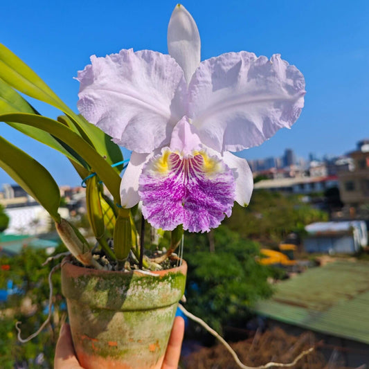Cattleya lueddemanniana fma. coerulea is one of the most prized color forms of this iconic Venezuelan species, admired for its cool-toned elegance and exceptional floral substance. Instead of the typical rosy-purple coloration, the flowers display delicate shades of silvery lavender to pale blue-lilac, often complemented by a lavender-blue lip with deeper violet veining and a soft yellow throat.