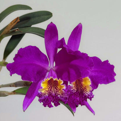 Cattleya lueddemanniana rubra 'Infierno' is a select clone within the red (“rubra”) color form of the species, prized for its exceptionally deep, saturated pigmentation and strong flower substance. Originating from the Venezuelan species Cattleya lueddemanniana, this form represents line-bred selections emphasizing intense ruby to wine-red tones, often combined with a bold, velvety lip displaying darker purple hues and a contrasting yellow or golden throat.