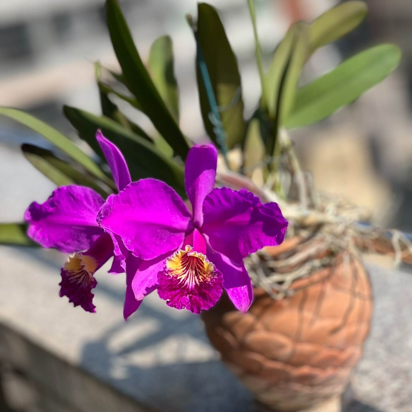 Cattleya lueddemanniana rubra 'Infierno' is a select clone within the red (“rubra”) color form of the species, prized for its exceptionally deep, saturated pigmentation and strong flower substance. Originating from the Venezuelan species Cattleya lueddemanniana, this form represents line-bred selections emphasizing intense ruby to wine-red tones, often combined with a bold, velvety lip displaying darker purple hues and a contrasting yellow or golden throat.