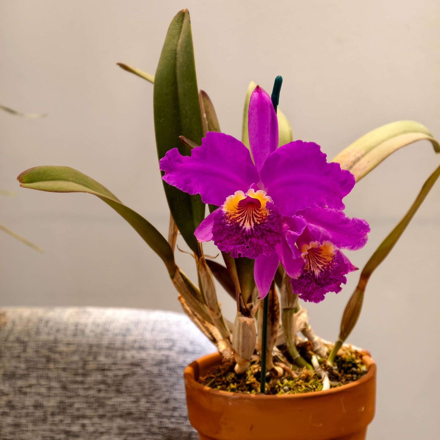 Cattleya lueddemanniana rubra 'Infierno' is a select clone within the red (“rubra”) color form of the species, prized for its exceptionally deep, saturated pigmentation and strong flower substance. Originating from the Venezuelan species Cattleya lueddemanniana, this form represents line-bred selections emphasizing intense ruby to wine-red tones, often combined with a bold, velvety lip displaying darker purple hues and a contrasting yellow or golden throat.