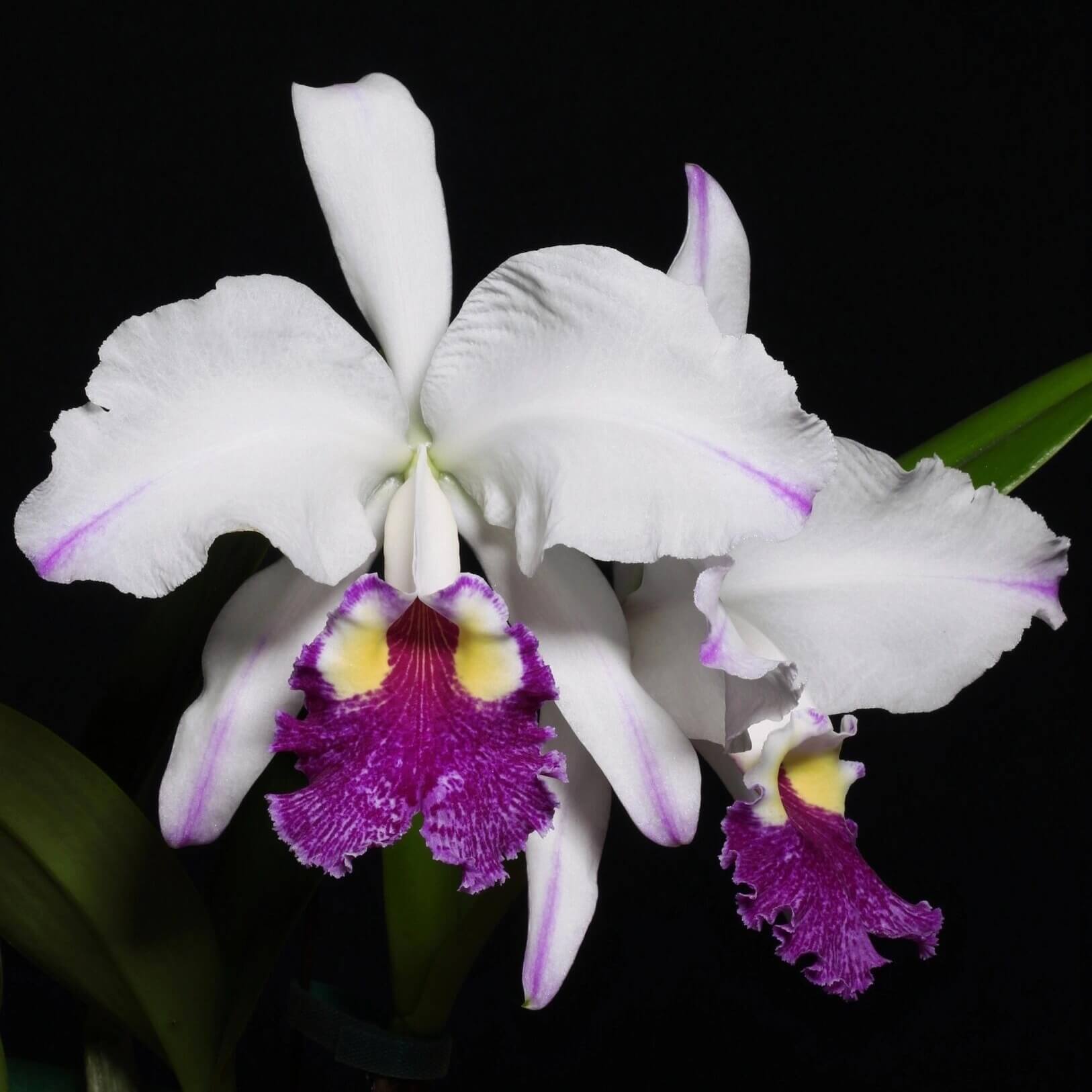 Cattleya lueddemanniana semi-alba 'Cerro Verde' is one of the most celebrated and recognizable clones of this Venezuelan species, admired for its dramatic contrast and outstanding floral quality. The large, intensely fragrant flowers feature pristine white sepals and petals accented by delicate lavender-purple flares toward the petal tips, while the broad, ruffled lip displays rich violet to purple tones surrounding a brilliant golden-yellow throat.