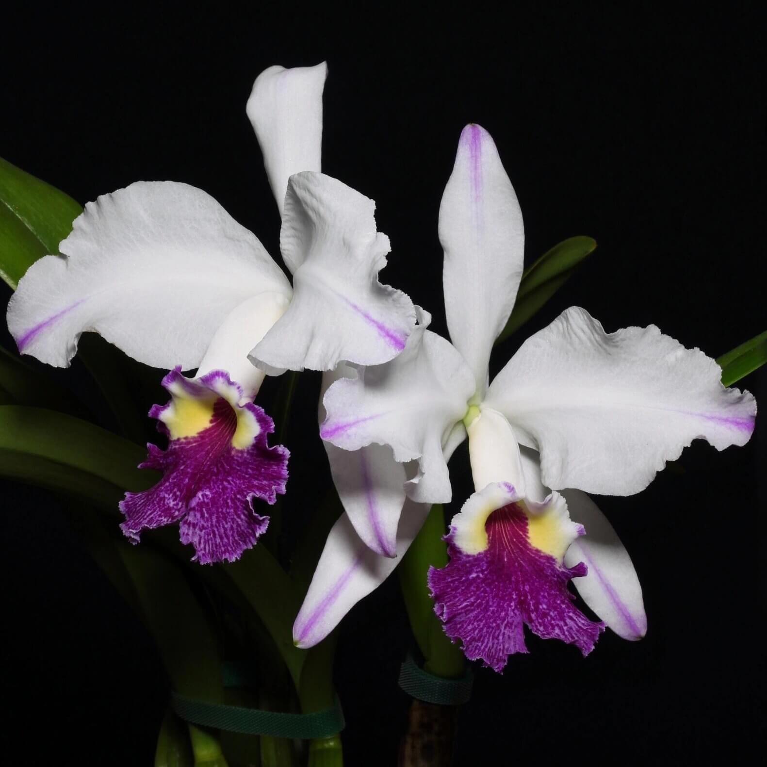 Cattleya lueddemanniana semi-alba 'Cerro Verde' is one of the most celebrated and recognizable clones of this Venezuelan species, admired for its dramatic contrast and outstanding floral quality. The large, intensely fragrant flowers feature pristine white sepals and petals accented by delicate lavender-purple flares toward the petal tips, while the broad, ruffled lip displays rich violet to purple tones surrounding a brilliant golden-yellow throat.