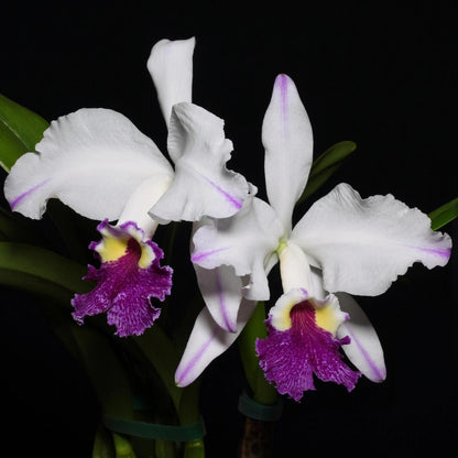Cattleya lueddemanniana semi-alba 'Cerro Verde' is one of the most celebrated and recognizable clones of this Venezuelan species, admired for its dramatic contrast and outstanding floral quality. The large, intensely fragrant flowers feature pristine white sepals and petals accented by delicate lavender-purple flares toward the petal tips, while the broad, ruffled lip displays rich violet to purple tones surrounding a brilliant golden-yellow throat.
