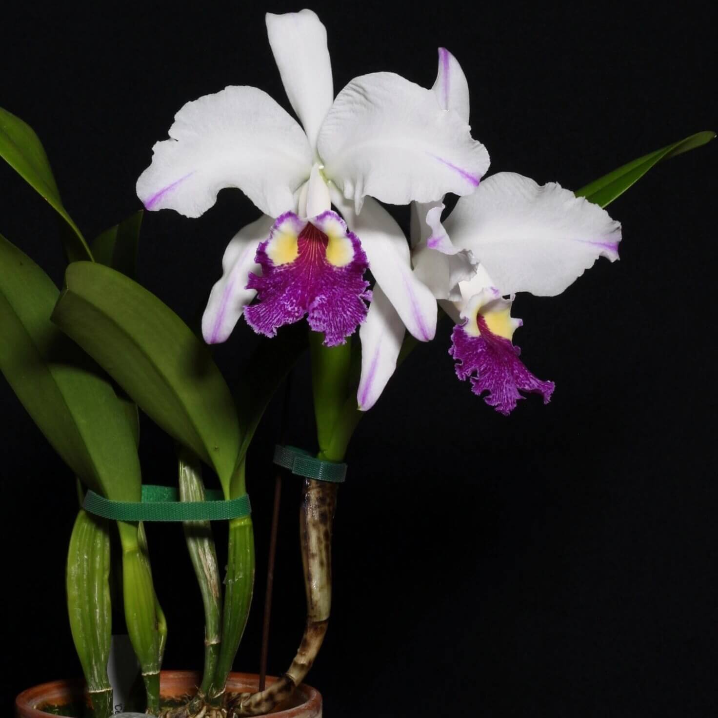 Cattleya lueddemanniana semi-alba 'Cerro Verde' is one of the most celebrated and recognizable clones of this Venezuelan species, admired for its dramatic contrast and outstanding floral quality. The large, intensely fragrant flowers feature pristine white sepals and petals accented by delicate lavender-purple flares toward the petal tips, while the broad, ruffled lip displays rich violet to purple tones surrounding a brilliant golden-yellow throat.