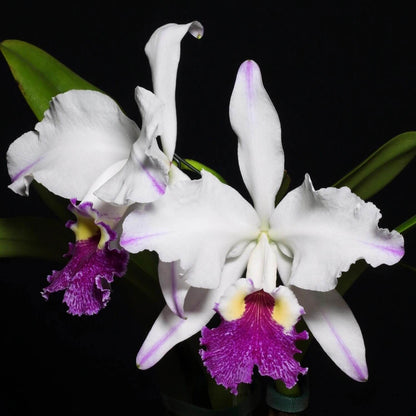 Cattleya lueddemanniana semi-alba 'Cerro Verde' is one of the most celebrated and recognizable clones of this Venezuelan species, admired for its dramatic contrast and outstanding floral quality. The large, intensely fragrant flowers feature pristine white sepals and petals accented by delicate lavender-purple flares toward the petal tips, while the broad, ruffled lip displays rich violet to purple tones surrounding a brilliant golden-yellow throat.