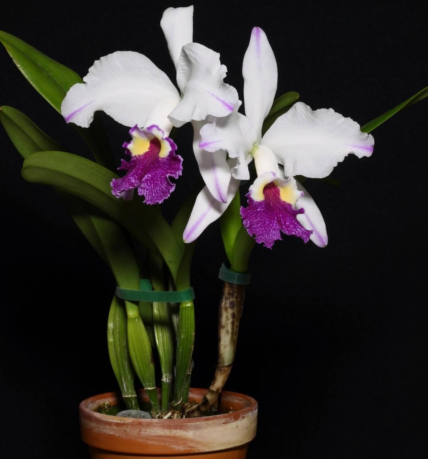 Cattleya lueddemanniana semi-alba 'Cerro Verde' is one of the most celebrated and recognizable clones of this Venezuelan species, admired for its dramatic contrast and outstanding floral quality. The large, intensely fragrant flowers feature pristine white sepals and petals accented by delicate lavender-purple flares toward the petal tips, while the broad, ruffled lip displays rich violet to purple tones surrounding a brilliant golden-yellow throat.