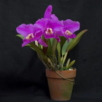 Cattleya lueddemanniana var. rubra is a spectacular deep-colored form of this renowned Venezuelan species, highly prized for its exceptionally rich and saturated flower color. The large, fragrant blooms display intense crimson, wine-red, or deep magenta petals and sepals, complemented by an equally dramatic velvety lip with darker red to purple tones and a contrasting golden-yellow throat.