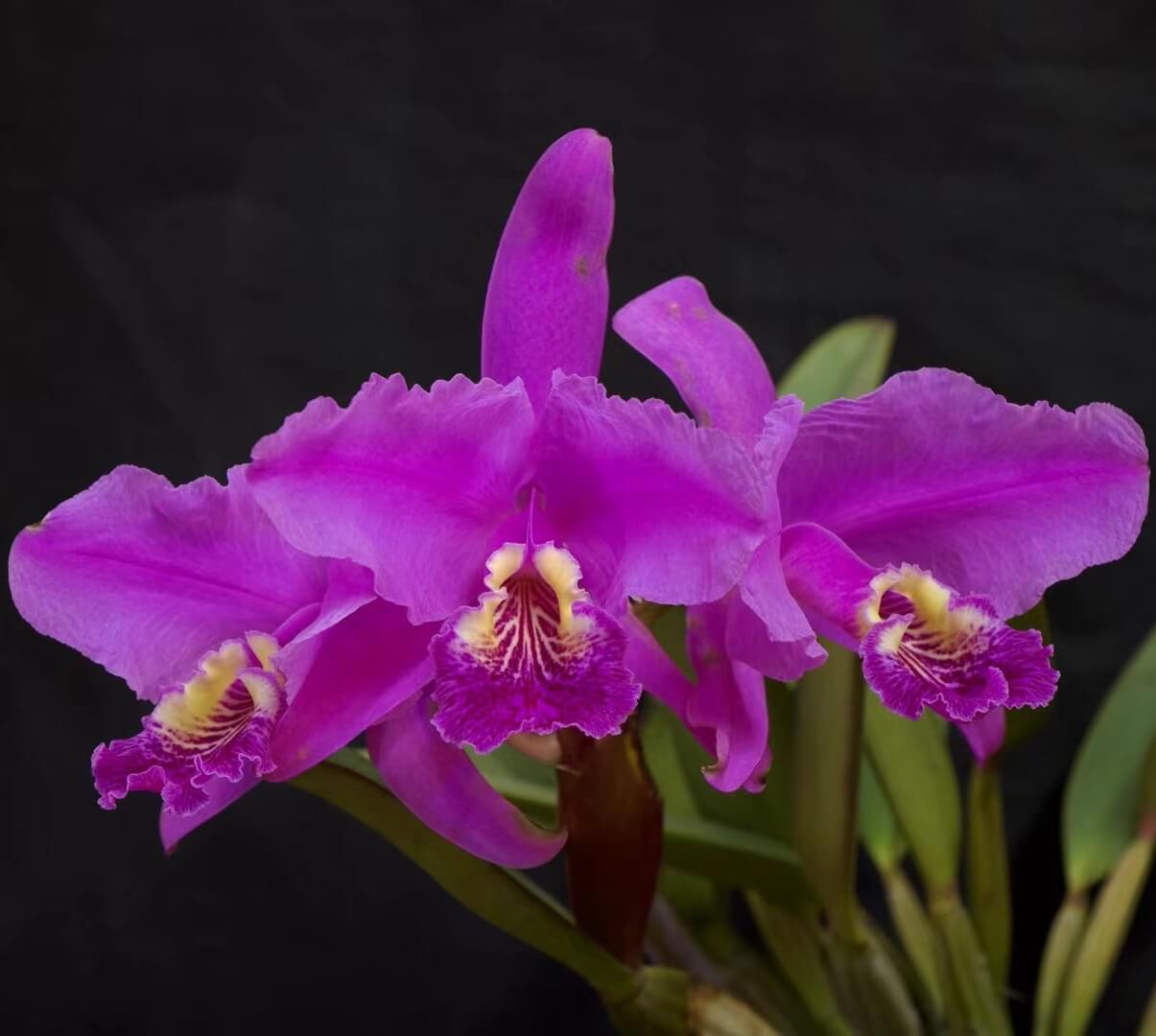 Cattleya lueddemanniana var. rubra is a spectacular deep-colored form of this renowned Venezuelan species, highly prized for its exceptionally rich and saturated flower color. The large, fragrant blooms display intense crimson, wine-red, or deep magenta petals and sepals, complemented by an equally dramatic velvety lip with darker red to purple tones and a contrasting golden-yellow throat.