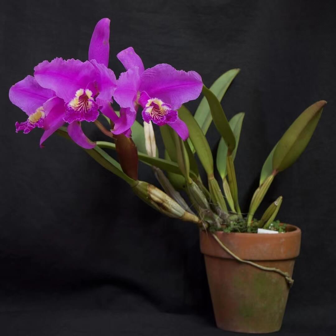 Cattleya lueddemanniana var. rubra is a spectacular deep-colored form of this renowned Venezuelan species, highly prized for its exceptionally rich and saturated flower color. The large, fragrant blooms display intense crimson, wine-red, or deep magenta petals and sepals, complemented by an equally dramatic velvety lip with darker red to purple tones and a contrasting golden-yellow throat.