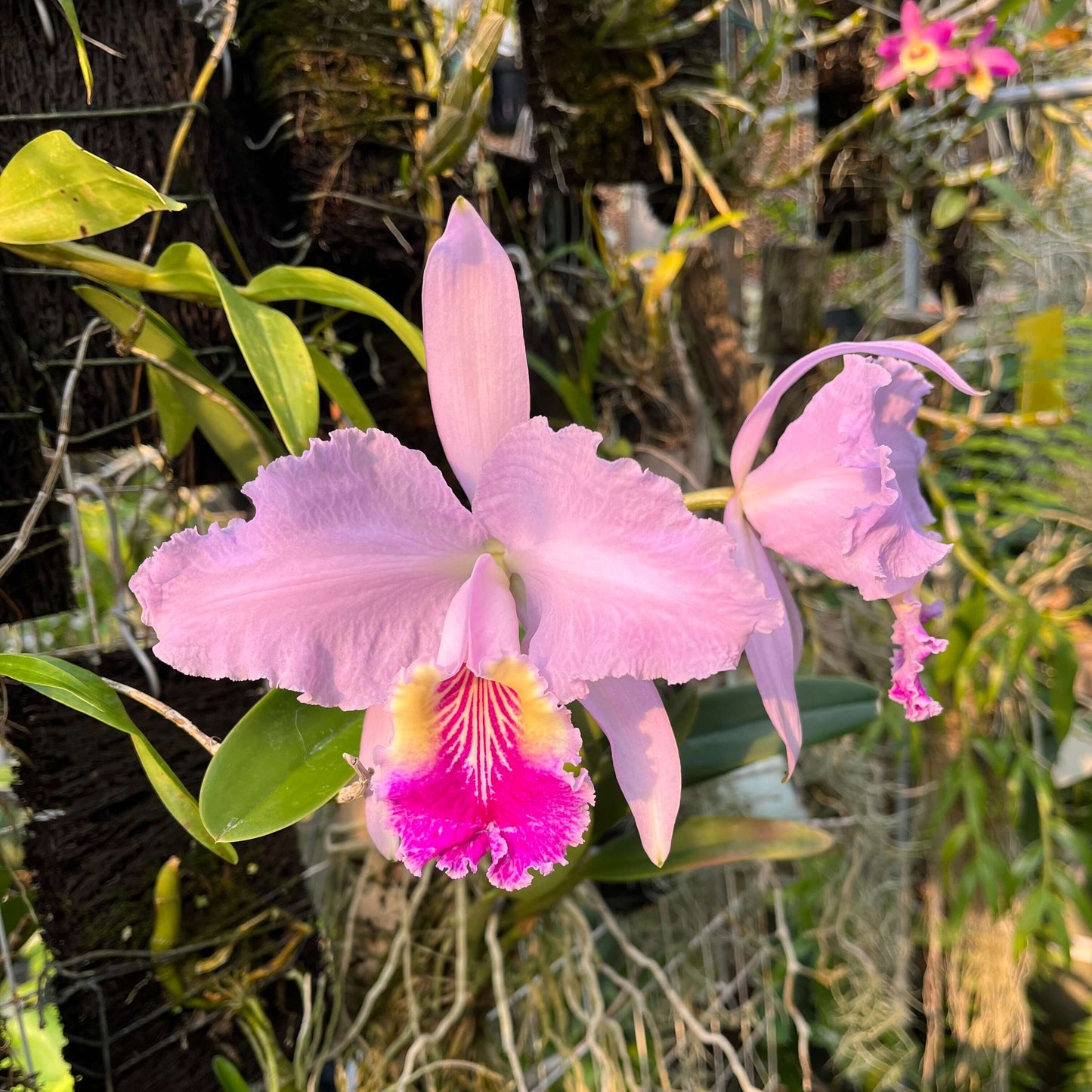 Cattleya lueddemanniana × sib is a medium-sized, warm-growing epiphytic orchid hybrid derived from sibling parents of the same species, exhibiting considerable variation in flower color and shape but generally maintaining the species’ hallmark traits.