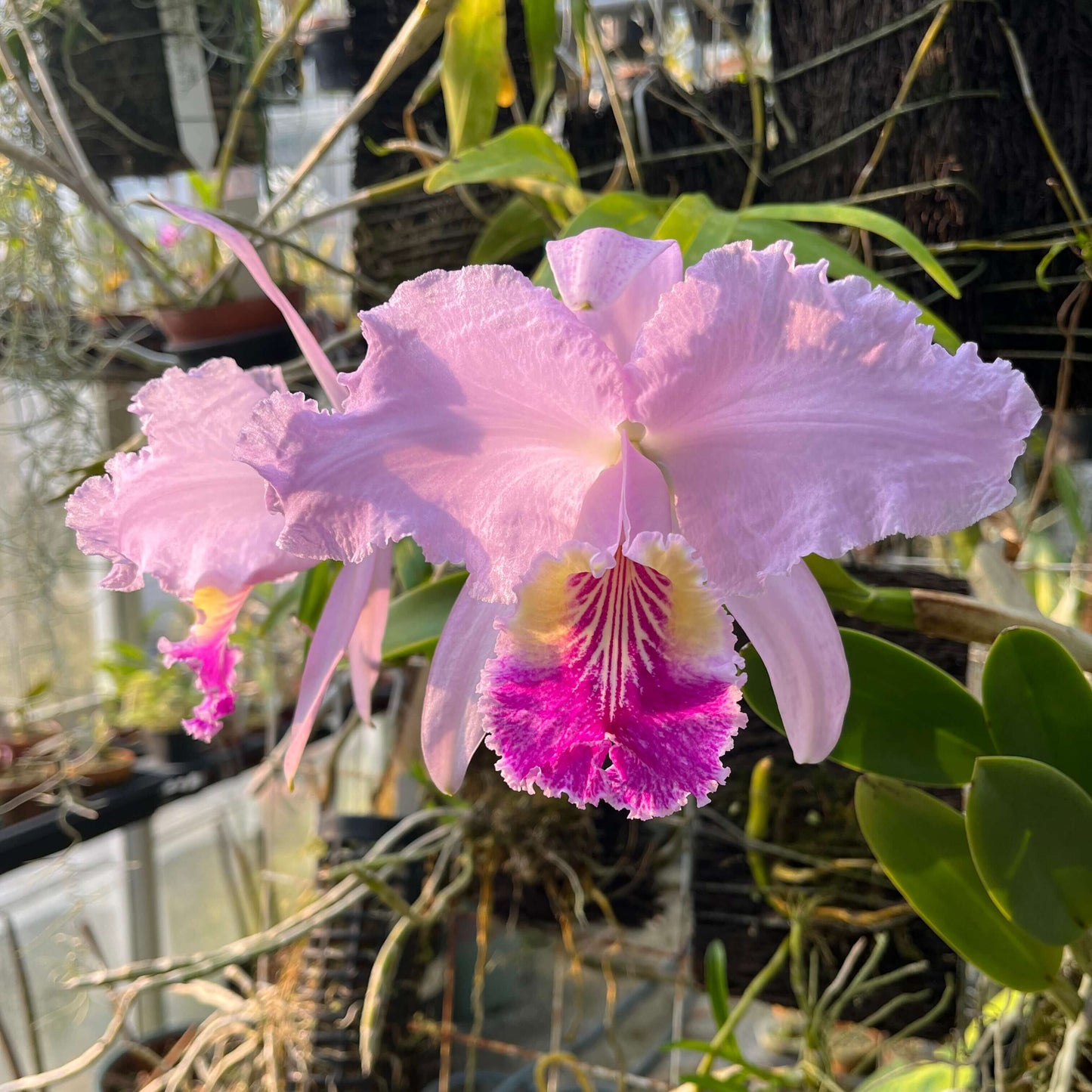 Cattleya lueddemanniana × sib is a medium-sized, warm-growing epiphytic orchid hybrid derived from sibling parents of the same species, exhibiting considerable variation in flower color and shape but generally maintaining the species’ hallmark traits.