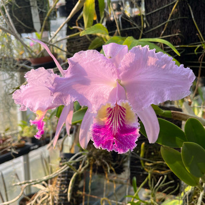 Cattleya lueddemanniana × sib is a medium-sized, warm-growing epiphytic orchid hybrid derived from sibling parents of the same species, exhibiting considerable variation in flower color and shape but generally maintaining the species’ hallmark traits.