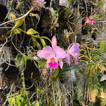 Cattleya lueddemanniana × sib is a medium-sized, warm-growing epiphytic orchid hybrid derived from sibling parents of the same species, exhibiting considerable variation in flower color and shape but generally maintaining the species’ hallmark traits.