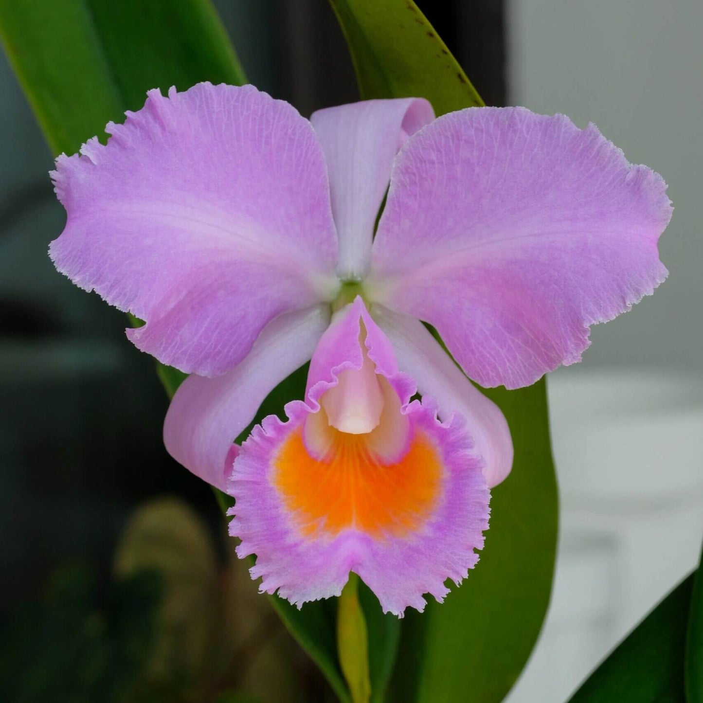 Cattleya schroederae 'Dark Rose' 4N