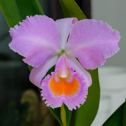 Cattleya schroederae 'Dark Rose' 4N