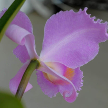 Cattleya schroederae 'Dark Rose' 4N