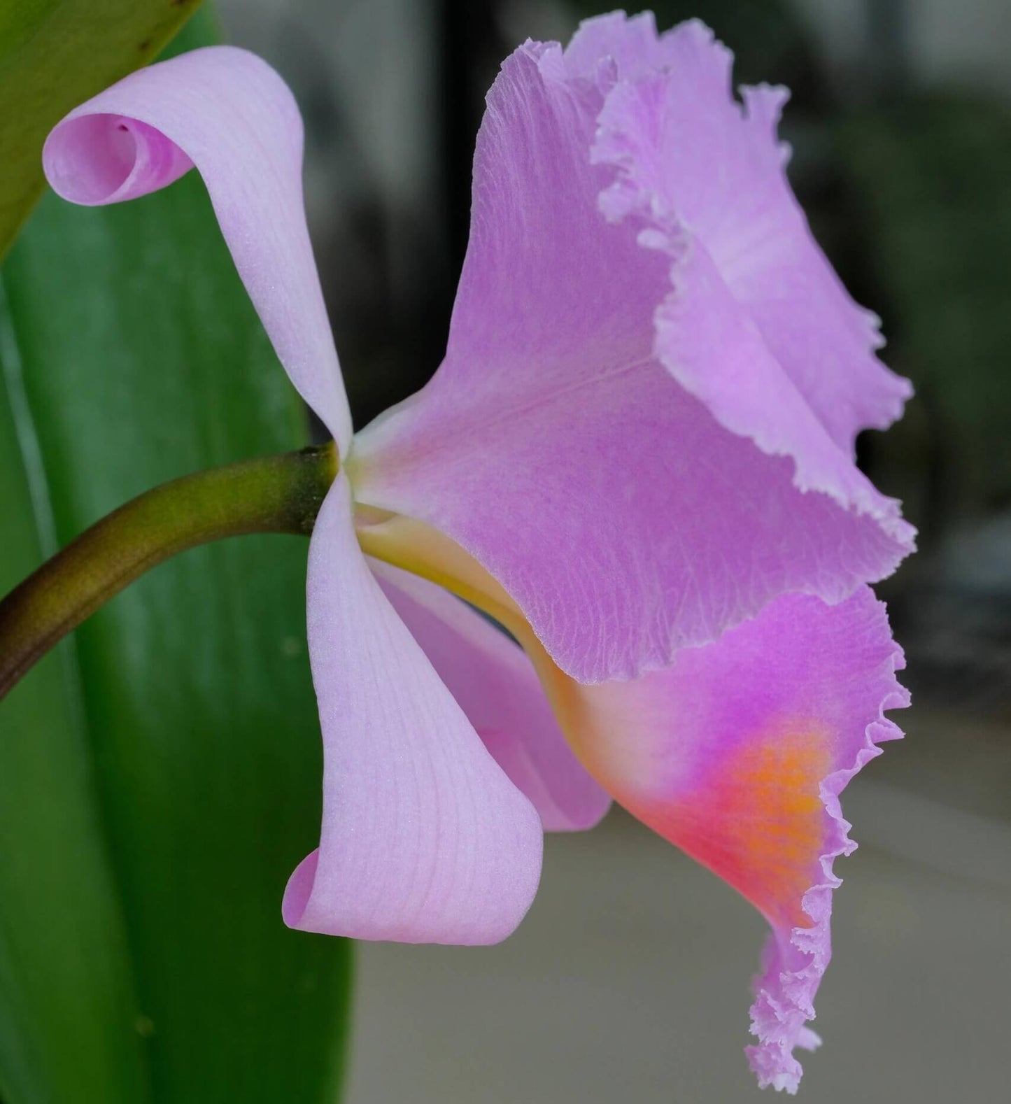 Cattleya schroederae 'Dark Rose' 4N