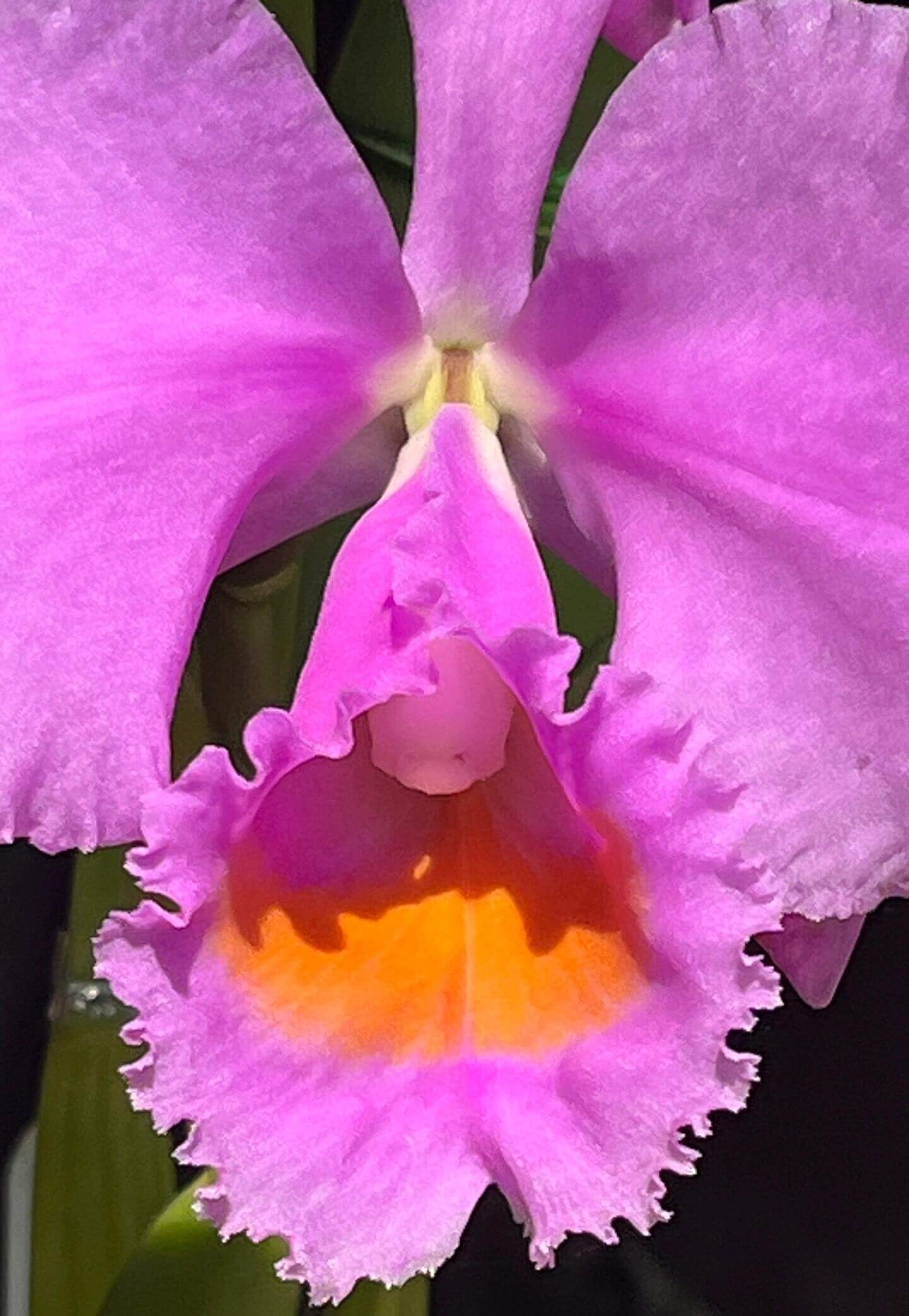 Cattleya schroederae 'Dark Rose' 4N