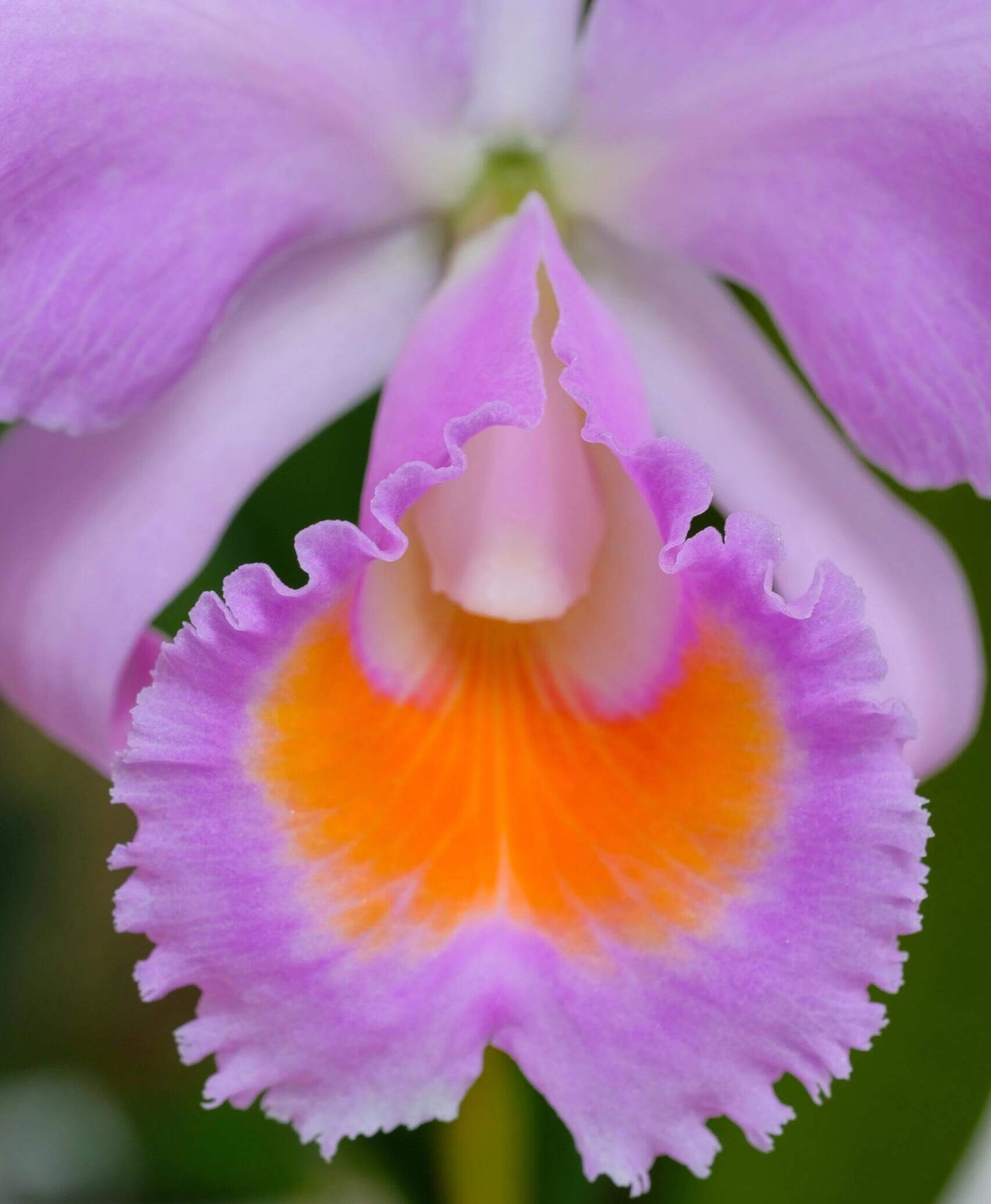 Cattleya schroederae 'Dark Rose' 4N