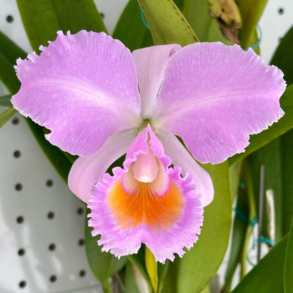 Cattleya schroederae 'Dark Rose' 4N