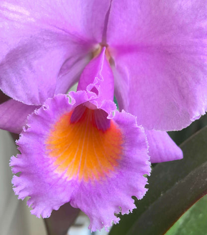 Cattleya schroederae ('Fabiano Extra' × oscura 'Revolcon')