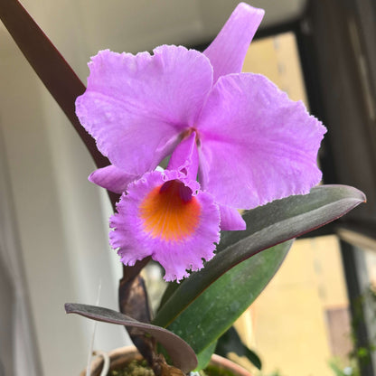 Cattleya schroederae ('Fabiano Extra' × oscura 'Revolcon')