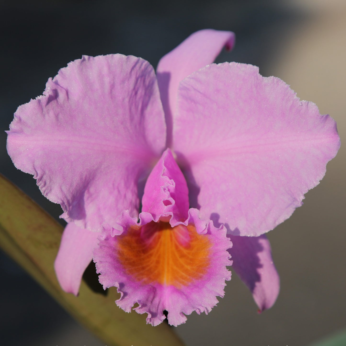 Cattleya schroederae ('Fabiano Extra' × oscura 'Revolcon')