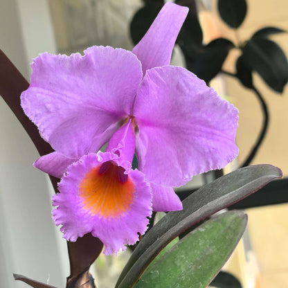 Cattleya schroederae ('Fabiano Extra' × oscura 'Revolcon')