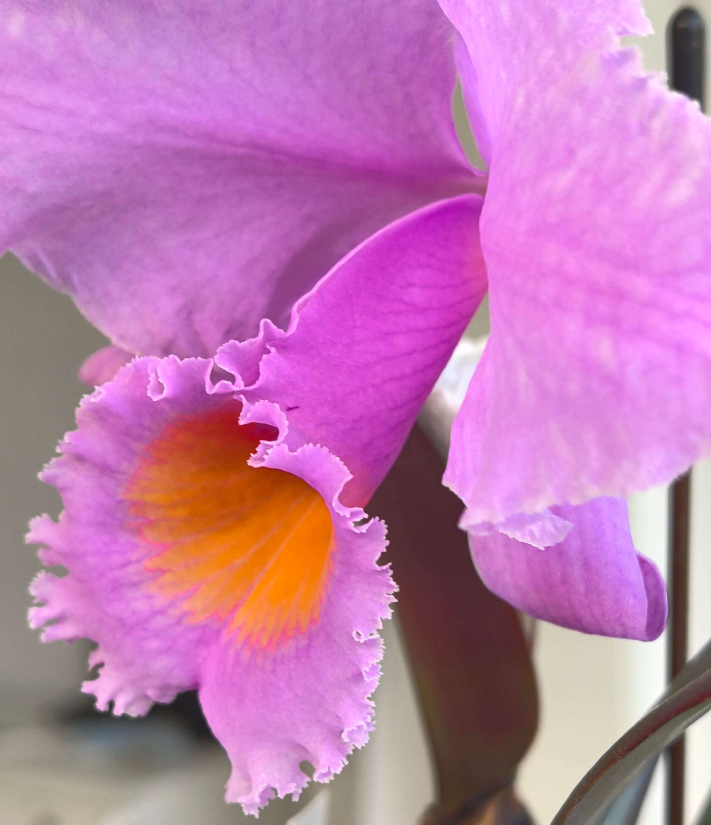 Cattleya schroederae ('Fabiano Extra' × oscura 'Revolcon')