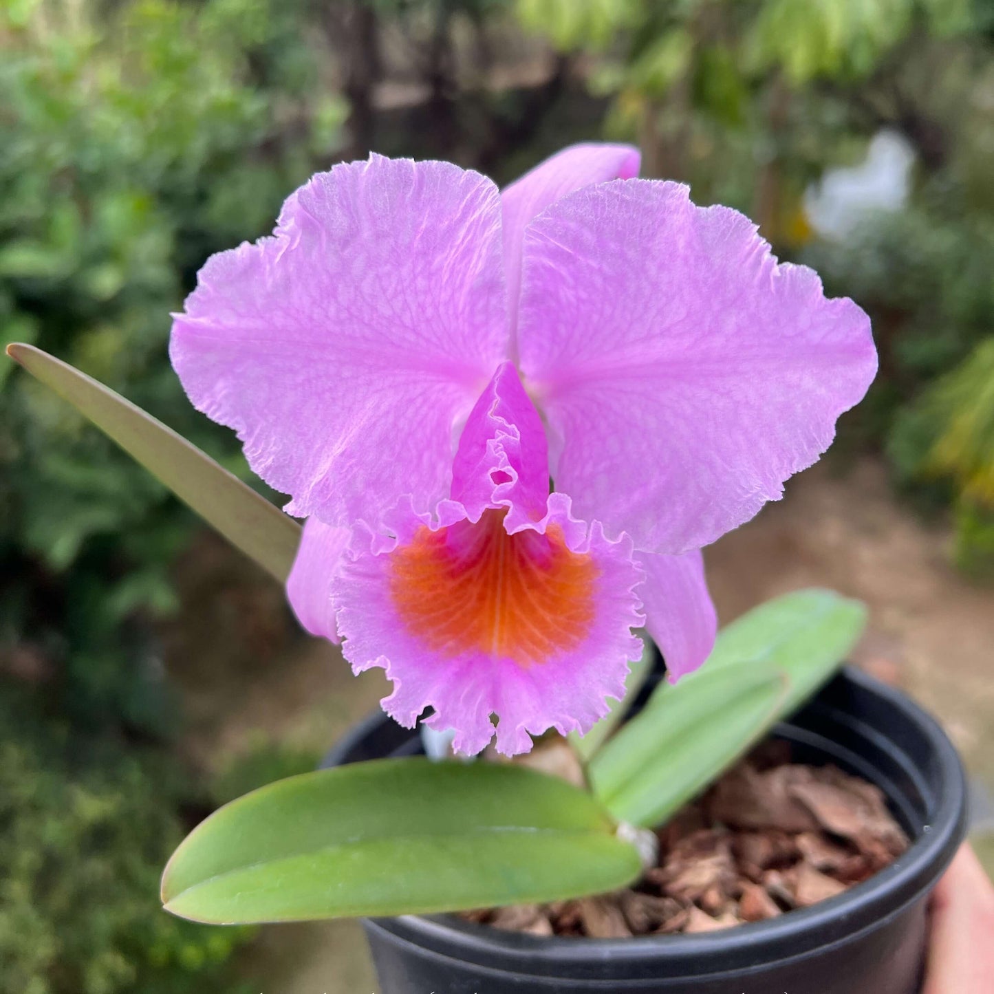 Cattleya schroederae ('Fabiano Extra' × oscura 'Revolcon')