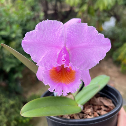 Cattleya schroederae ('Fabiano Extra' × oscura 'Revolcon')